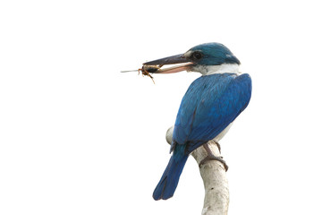 White-collared kingfisher isolated on white background,Blue and white bird