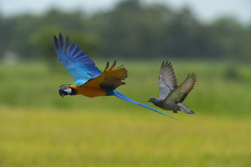 Blue and gold macaw flying on green background