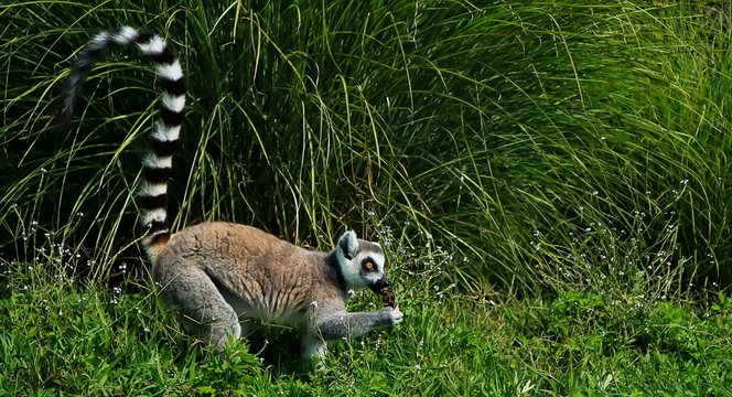 When hunger calls, nobody can resist, not even this cute and funny lemure.