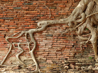 The tree roots on the old brick wall background
