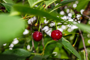 Red cherries on a tree, in drops of water after a rain
