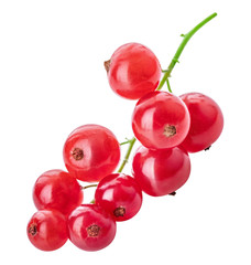 Red currant isolated on white background. Clipping path