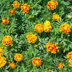 French Marigolds flower. Beautiful yellow flower in the garden.