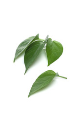 Obraz premium clean fresh leaf isolated white.