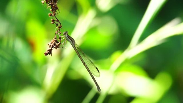 Macro of fluffy and brown dragonfly Sympecma fusca sits sitting on the stalk of a plant in the bushes in the forest of the foothills of the Caucasus