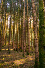 Fototapeta na wymiar troncs de sapins en forêt