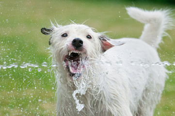 Jack Russell Terrier drinks water from a garden hose 