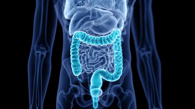 medical 3d animation of the human colon