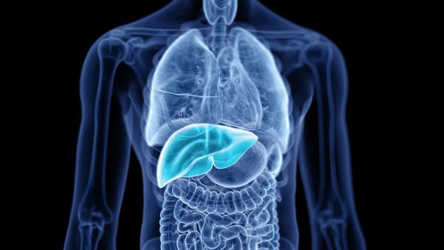 medical 3d animation of the human liver 
