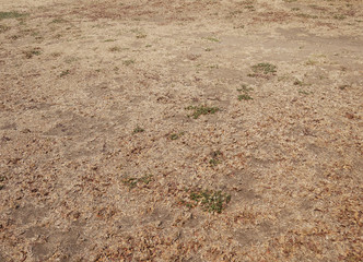 green grass and dry grass