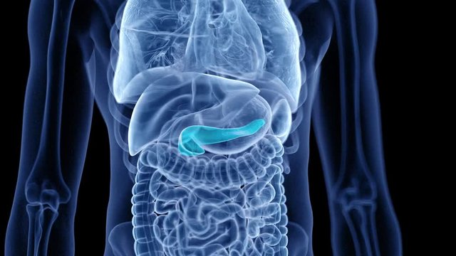 medical 3d animation of the human pancreas
