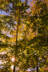 arbres en forêt