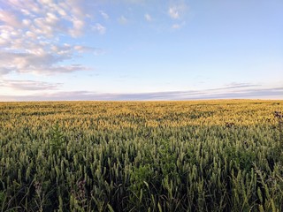 Wheat field