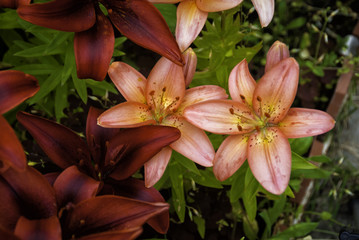 Lilies