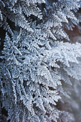 winter texture and background. green branches of Christmas trees in the snow shine in the sunlight