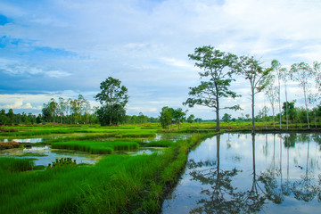 Fototapeta na wymiar transplant rice seedlings