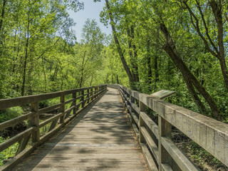 Wooden walking path with fences leading through swamp beside big pond.