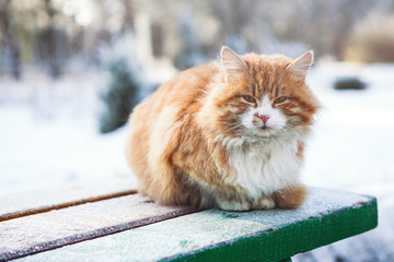 winter. cat on a bench in the snow. a serious look of an animal. © tumskaia