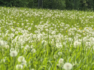 Green meadow full of dandelions puffballs.
