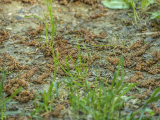 Tree brown seeds between green grass on walking path.
