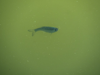 Small fish in pond looking for food on surface.