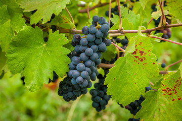 Bunch of grapes on a vine