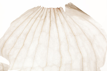 Super close-up white garlic peel. Background.