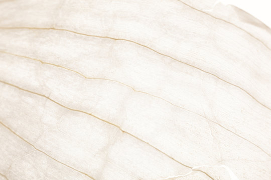 Super close-up white garlic peel. Background.