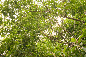 Spain, Malaga, a close up of a tree