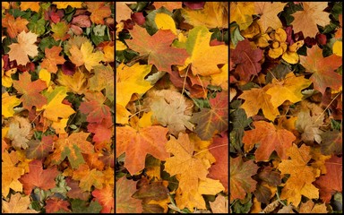 Autumn leaves in forest. Seasonal background.