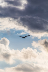 Fototapeta na wymiar A silhouette of a stork bird flying below cloudy sky (Prokosovici, Bosnia)