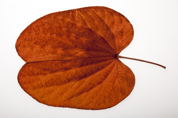 Golden leaved liana (Bauhinia aureifolia K. & SSLarsen) isolated on white