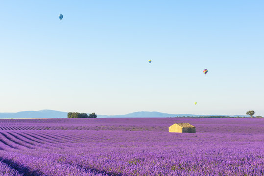 Hot air balloons over lavender field