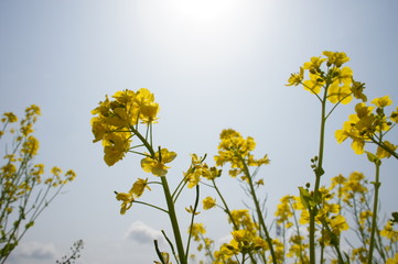 菜の花