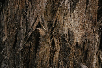close up of the texture and patterns in the twisting bark of a variety of native Australian Gum tree, rural New South Wales