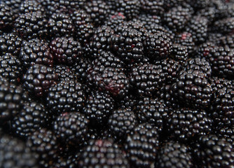  Fresh Summer Seasonal Ripe Blackberry