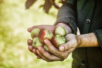 Farmer with apples © mythja