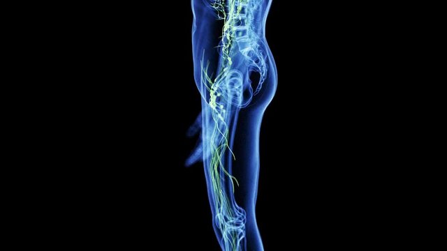 medically accurate 3d animation of the lymphatic system
