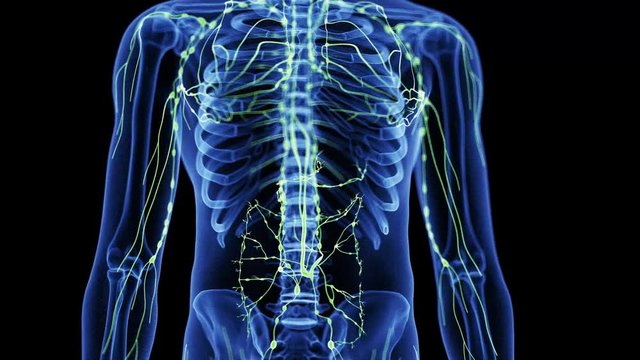 medically accurate 3d animation of the lymphatic system