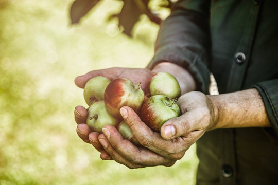 Farmer with apples