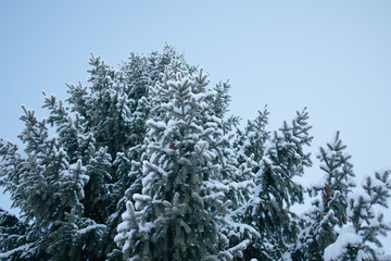 Snowy giant pine tree