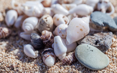 seashell 