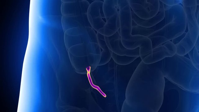 medically accurate 3d animation of the human appendix