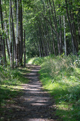 Fototapeta premium Ścieżka w brzozowym gaju