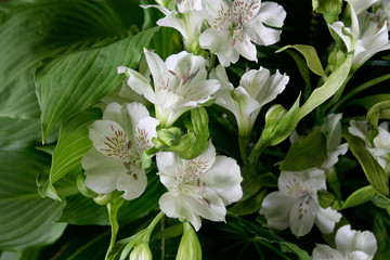 White flowers