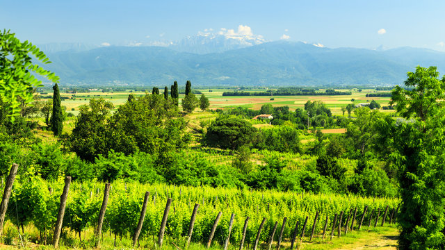 The vineyards of Buttrio in a summer day. Collio Friulano, Udine Province, Friuli Venezia-Giulia, Italy