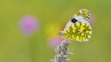 Euchloe ausonia   360