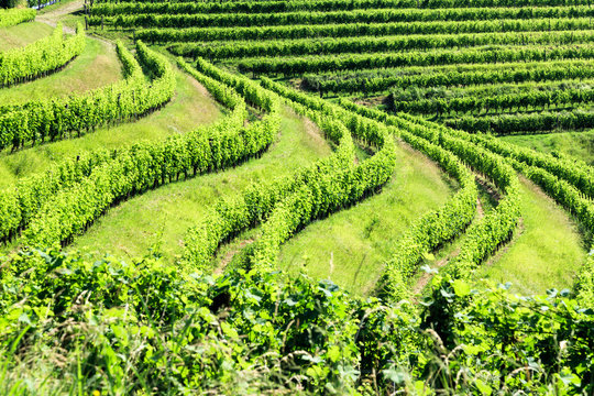 The vineyards of Buttrio in a summer day. Collio Friulano, Udine Province, Friuli Venezia-Giulia, Italy