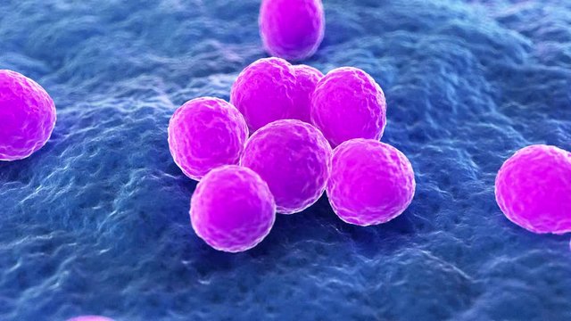 Staphylococcus aureus bacteria - Stock Image - B234/0142 - Science Photo  Library