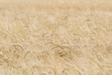 Field with Golden ears of ripe wheat